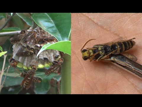 玄関にハチの巣ができたので、やっつけて食べる