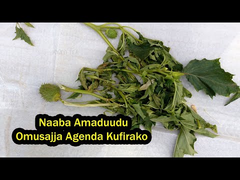 Buli Lunaku Naaba Amaduudu Munabunya Yo Omusajja Agenda Kwagala Nnyo