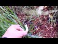 Hornworm Impact on Tomato Plants