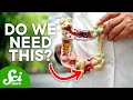 Understanding the Appendix and Its Functions