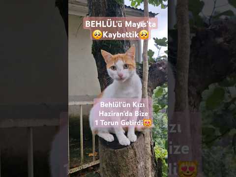 Sütlaç 1🧿Bebekle Geldi #yavrukedi #annekedi #kedivideoları #cat #kedi #kediler #yavrukedivideoları