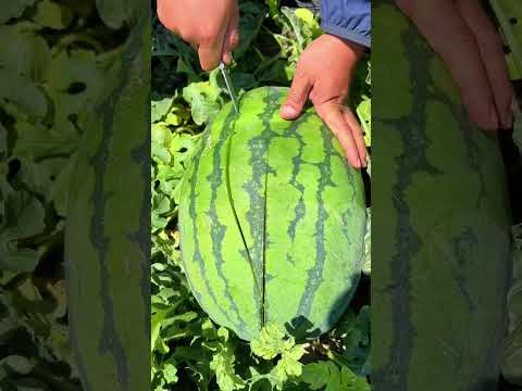 Cutting a watermelon #satisfying