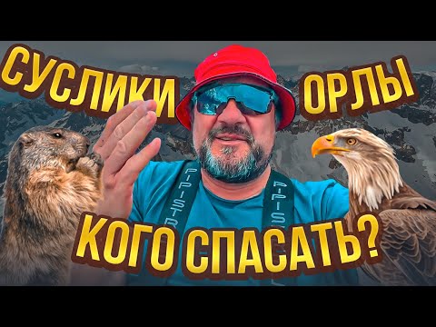 Орлы и Суслики. Кого спасать?