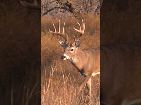 A Texas Adventure! New Episode LIVE!
