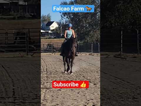 OREO HOMEWORK 📚#horse #shorts #short #beautiful #sport #animals #education #happy #fun #equestrian