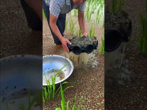 armadilha no pântano