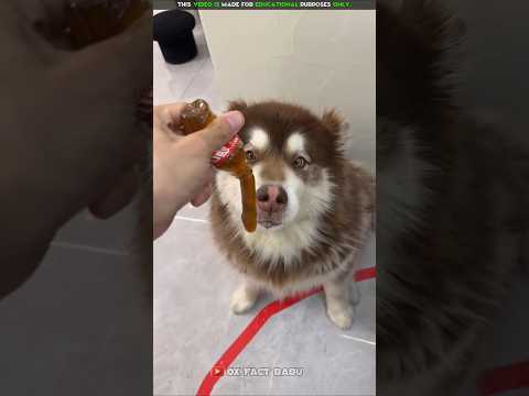 Dog Food Pepsi Jelly 🐕🍾 | New Viral Gadgets, Smart Appliances, Kitchen Utensils/ Home Inventions