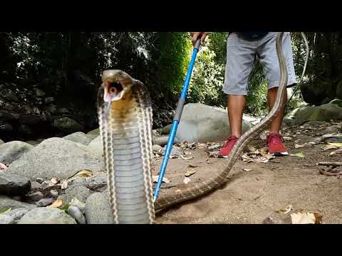King Cobra Snake Video YouTube! #snakevideo #snake #kingcobra #funnyanimals #venomous