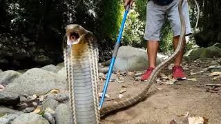 King Cobra Snake Video YouTube! #snakevideo #snake #kingcobra #funnyanimals #venomous