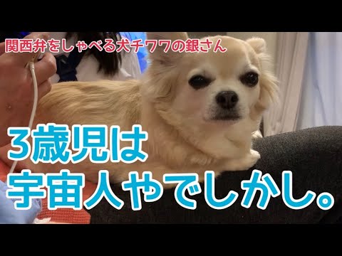無料でダウンロード しゃべる 犬 動画 しゃべる 犬 動画 関西 弁 Pixapixjokinem