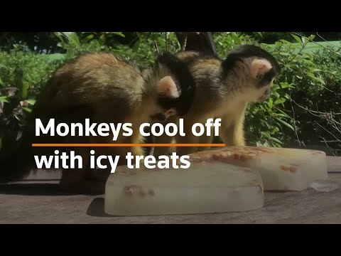 Monkeys stay cool at London zoo