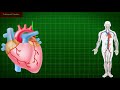 Functions and Components of Blood