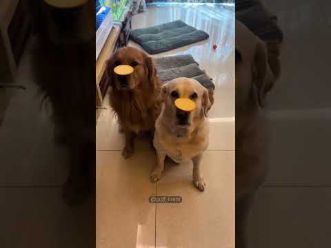 Smart dog. 🐕 #funny #pet #dog #dogsoftiktok