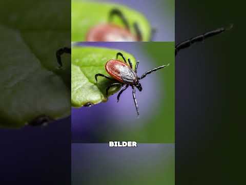 Wie heftet sich eine Zecke wirklich an ihre Beute? 🕷⚡ #tiere #shorts