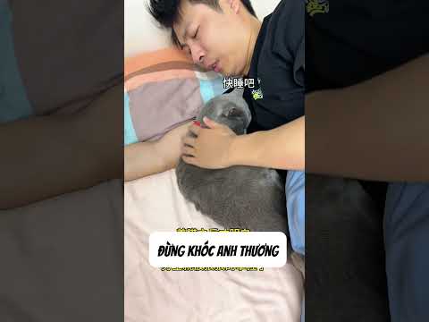 Sau khi nuôi một con mèo, cuối cùng tôi cũng hiểu tại sao nam chính lại bị cô gái trà xanh kiểm soát