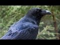 Understanding Edgar Allan Poe's 'The Raven'