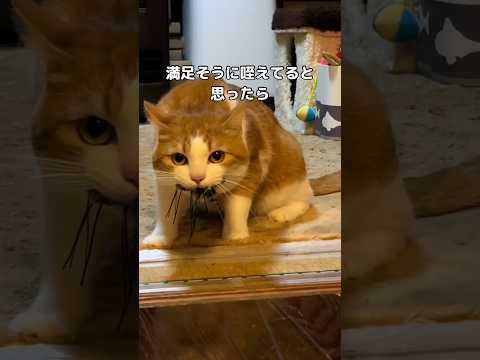 破壊好きな猫の面白動画｜癒しと笑いの瞬間を楽しもう サムネイル