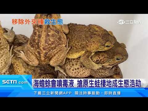 外來種遭棄養危害生態　農委會砸上億清除3物種｜三立新聞台 - YouTube(1分46秒)