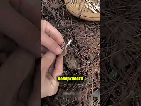 Таинская находка в лесу 🌲🧱