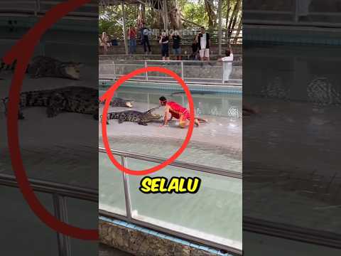 Dia nekat memasukkan kepalanya kedalam mulut buaya ❗😰