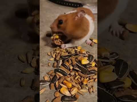 சோறுணா சட்டி திம்போம்