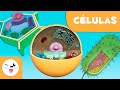 Células: Estruturas e Funções