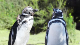 Kids' Science Club Visits Penguins!