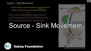 Source - Sink Movement
