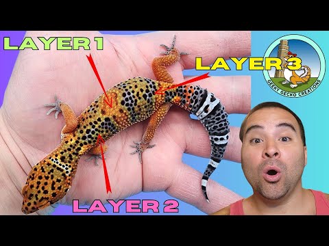 Understanding COLOR CHANGE in Leopard Geckos - The 3 Layers of Leopard Gecko COLOR EXPLAINED! =D