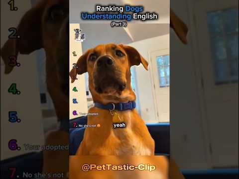 Ranking Dogs Understanding English (Part 3)