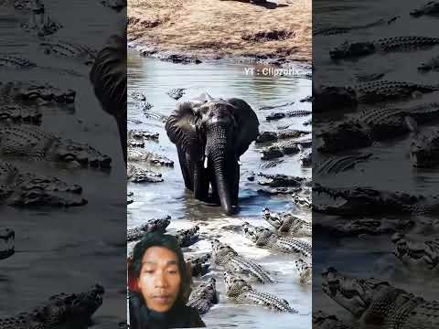dikepung buaya #aligators #elephant #youtube #ytshorts