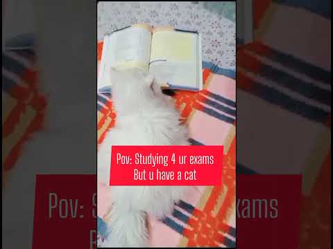 My Cat help in exam preparation #shortsfeed#shorts #cats