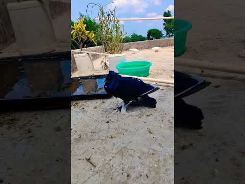 #pigeon #shortvideo #viral #shorts