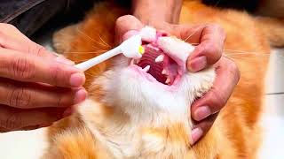 Grooming 5 ekor kucing di tanjung duren! Grooming panggilan ke rumah jakarta & tangsel 😻 booking yuk