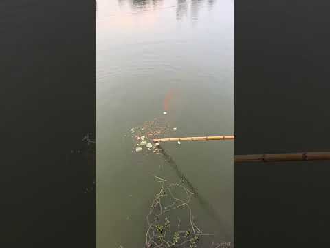 Fishing net | Using watermelon as bait to catch fish. | Outdoor fishing #fishing #shortsviral