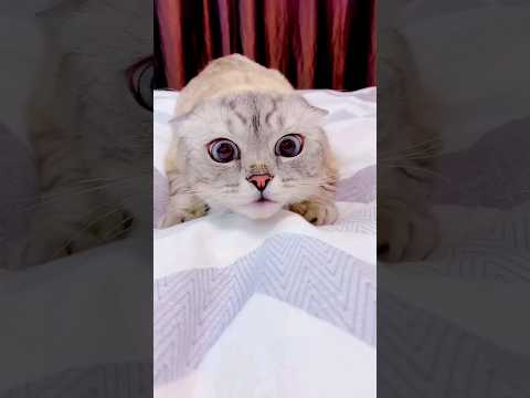 The Funniest Animals Ever! Watch #70 for a Good Laugh! #funnyanimals #pets #shorts #funnyvideo