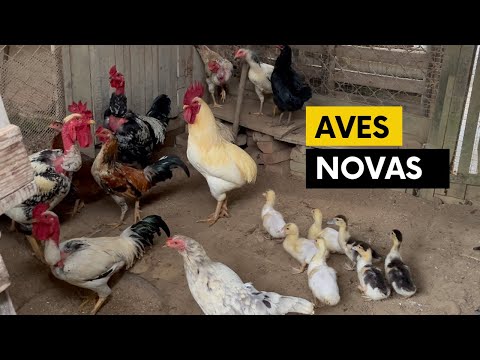 Reforma do galinheiro e atualização das aves | Coração Campeiro