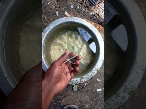 🐣🐦 dekhega guys yah Hai Pind Khari kabutar shut video #Mojaffargayen #shorts #kabutar #viralvideo