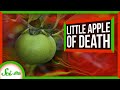 Manchineel Tree: The World's Most Dangerous Tree