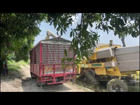 Pertama Kali Tengok Padi Diambil Pada Waktu Malam