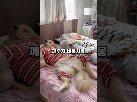 초등학생들같은 리트리버 ㅋㅋㅋ