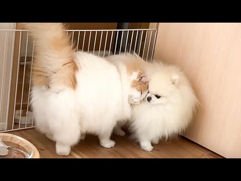 ずっとお世話してきた大好きな犬に半日ぶりに会えた猫がこうなりました！