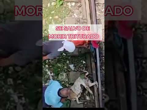 Segundos de tensión: un perro queda atrapado en las vías 😱