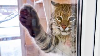Бобкэт Руфус приветствует / Молодая кошка учится спускать котят с лестницы