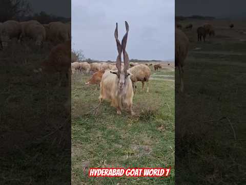 #goat #goatfarming #sheeps #sheepfarm #beautifullgoats #shortvideo #shortsvideo #trendingshorts