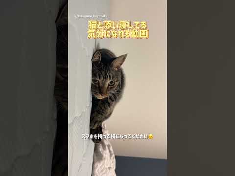 猫と添い寝してる気分になれる動画  #保護猫 #ととまる #cat