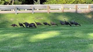 Turkey close call
