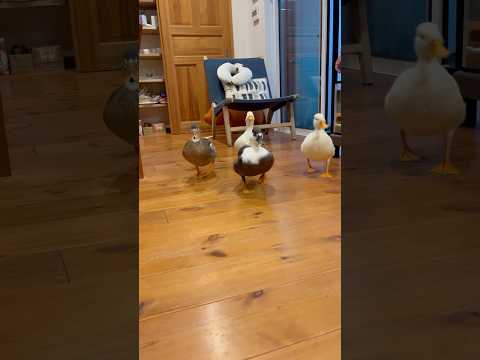 4匹が来る！The four call ducks are coming!