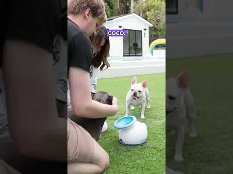 Automatic Dog Ball LAUNCHER! 🥎‍💨 #shorts #dog #fyp #pet #pets #doglover #react #cool #coolgadgets