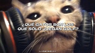 ¿Qué gatos son los que visten Loro Piana? 😸🍷 || Heterocromía - Belinda // Letra. ♡